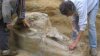 Un craniu de mastodont, un strămoş al elefantului, DESCOPERIT în Franţa