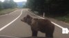 VIRAL PE INTERNET! Un pui de urs cerșește mâncare la margine de drum (VIDEO)