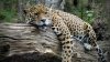 Studiu îngrijorător: Doar 84 de leoparzi de Amur mai trăiesc în prezent în sălbăticie