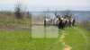 Lipsă de ciobani în ţară. Un crescător de oi din Dănceni le oferă celor care vor să se angajeze salariu, cazare şi masă 