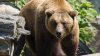 Mai mulţi urşi au răscolit morminte dintr-un cimitir din Kamchatka. Care este cauza