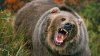 Autorităţile din România vor să permită vânarea urşilor