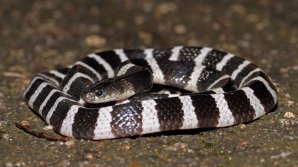 GROAZNIC. O femeie a murit după ce a fost muşcată de un şarpe pe care îl comandase online