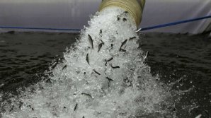 Incredibil. 900.000 de somoni au scăpat dintr-o fermă piscicolă din Chile