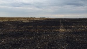 Lan de grâu, aprins de fulger în satul Ștefănești, raionul Ștefan Vodă. Zece hectare de grâne s-au făcut scrum (FOTO)