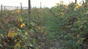 AGRICULTURA ECO, AVANTAJOASĂ. 90 de fermieri din Moldova cultivă cereale ecologice