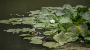 Vestea că Rezervația Prutul de Jos a fost inclusă în patrimoniul UNESCO i-a bucurat enorm pe locuitorii din Cahul