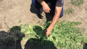 1000 de plante de cânepă au fost depistate în satul Crocmaz. Ce riscă suspectul (VIDEO)