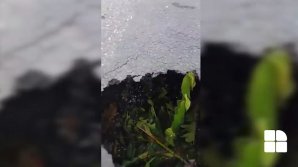 ATENŢIE ŞOFERI! Gropi uriaşe căscate pe strada Ismail. Pericol de prăbuşire (VIDEO)