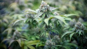 "Florile" din ghiveciul unui bărbat din Cricova i-au interesat pe poliţişti. Acum "grădinarul" riscă puşcărie