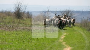 Lipsă de ciobani în ţară. Un crescător de oi din Dănceni le oferă celor care vor să se angajeze salariu, cazare şi masă 