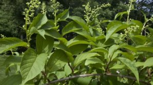 Secretul chinezilor: planta care tratează cancerul în 40 de zile