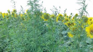 Plantații de cânepă, depistate într-un lan de floarea soarelui din Băcioi. Cum vor fi pedepsiţi făptaşii (VIDEO) 