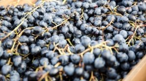 Primii struguri de masă din acest an s-au ivit pe tarabele din piață. Cât costa un kilogram