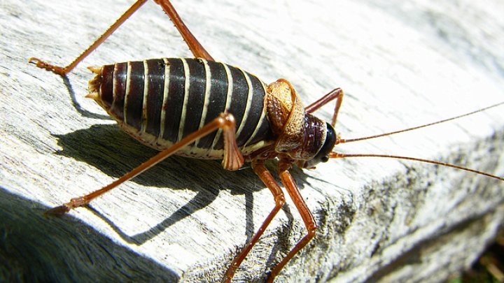 Trucuri naturale pentru a scăpa repede de insecte și dăunători