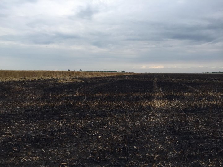 Lan de grâu, aprins de fulger în satul Ștefănești, raionul Ștefan Vodă. Zece hectare de grâne s-au făcut scrum (FOTO)