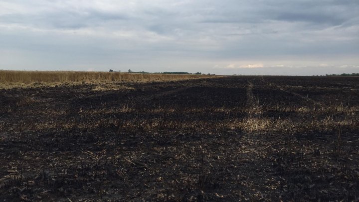 Lan de grâu, aprins de fulger în satul Ștefănești, raionul Ștefan Vodă. Zece hectare de grâne s-au făcut scrum (FOTO)