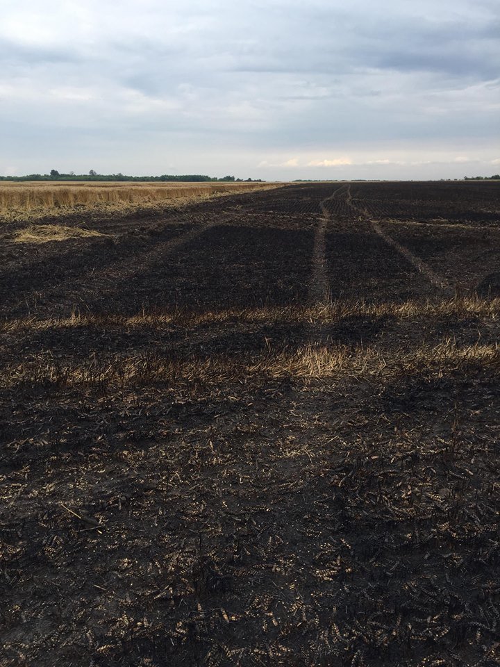 Lan de grâu, aprins de fulger în satul Ștefănești, raionul Ștefan Vodă. Zece hectare de grâne s-au făcut scrum (FOTO)