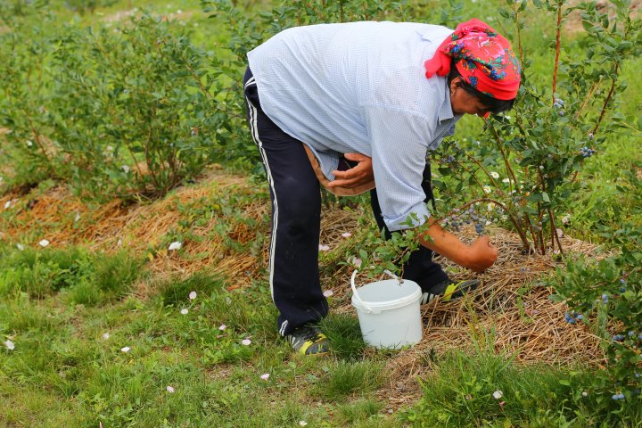 Îţi lasă gura apă. Un fermier din raionul Străşeni, care deţine o plantaţie dulce, a scos în vânzare afine (FOTOREPORT)