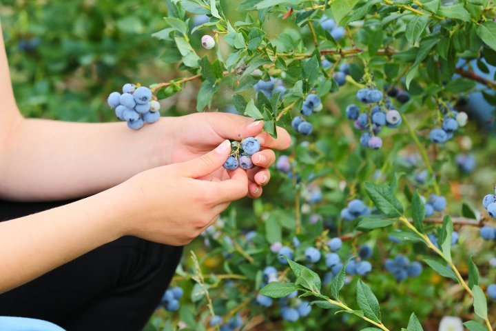 Îţi lasă gura apă. Un fermier din raionul Străşeni, care deţine o plantaţie dulce, a scos în vânzare afine (FOTOREPORT)