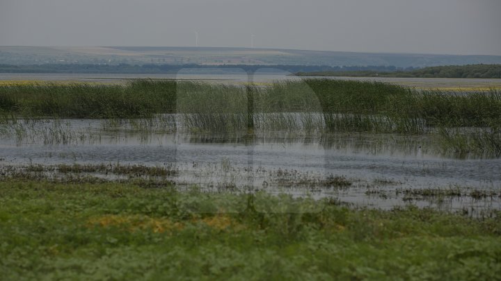 Rezervaţia Prutul de Jos din raionul Cahul a fost inclusă în patrimoniul mondial al UNESCO