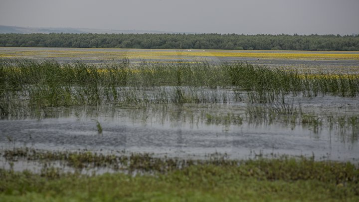 Rezervaţia Prutul de Jos din raionul Cahul a fost inclusă în patrimoniul mondial al UNESCO