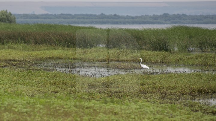 Rezervaţia Prutul de Jos din raionul Cahul a fost inclusă în patrimoniul mondial al UNESCO