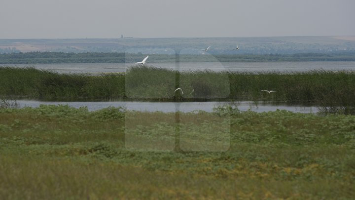 Rezervaţia Prutul de Jos din raionul Cahul a fost inclusă în patrimoniul mondial al UNESCO