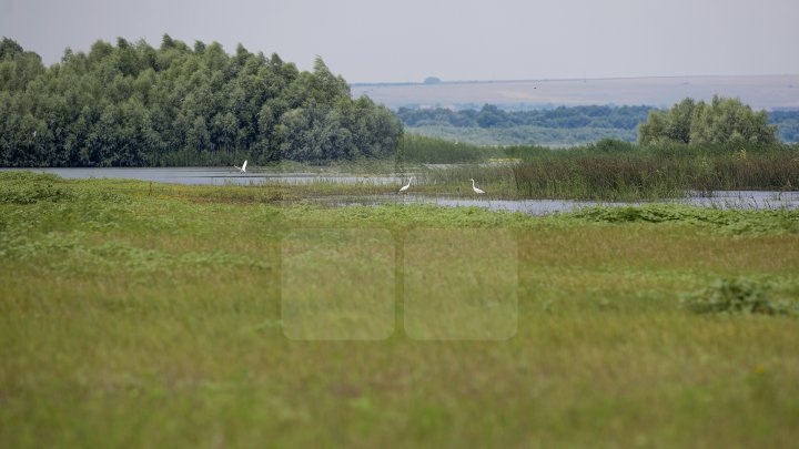 Cel mai frumos loc din Moldova, în patrimoniul UNESCO. Cum arată Rezervaţia Prutului de Jos (FOTOREPORT))