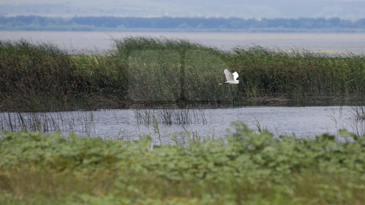 Rezervaţia Prutul de Jos din raionul Cahul a fost inclusă în patrimoniul mondial al UNESCO