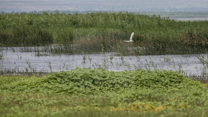 Rezervaţia Prutul de Jos din raionul Cahul a fost inclusă în patrimoniul mondial al UNESCO