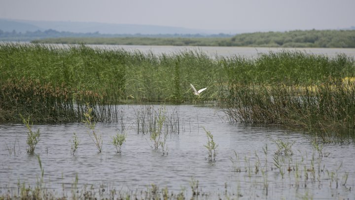 Rezervaţia Prutul de Jos din raionul Cahul a fost inclusă în patrimoniul mondial al UNESCO