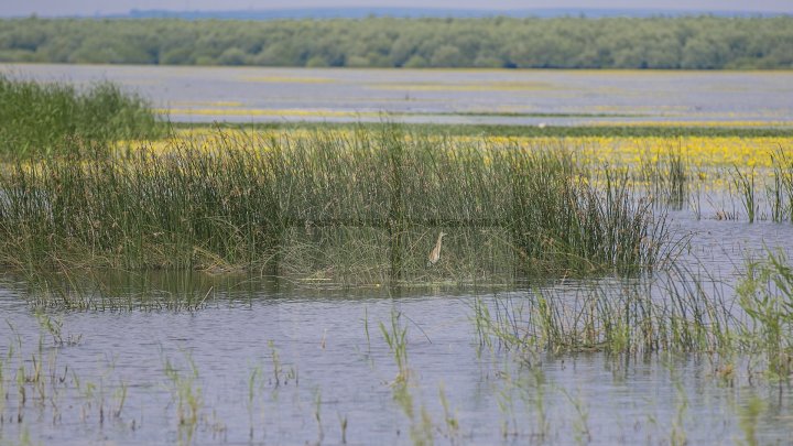 Rezervaţia Prutul de Jos din raionul Cahul a fost inclusă în patrimoniul mondial al UNESCO