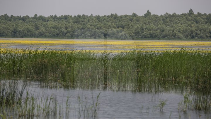 Rezervaţia Prutul de Jos din raionul Cahul a fost inclusă în patrimoniul mondial al UNESCO