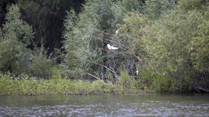 Rezervaţia Prutul de Jos din raionul Cahul a fost inclusă în patrimoniul mondial al UNESCO