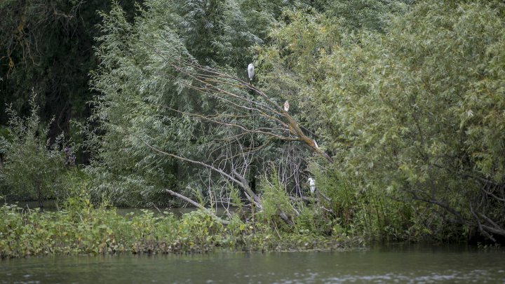 Rezervaţia Prutul de Jos din raionul Cahul a fost inclusă în patrimoniul mondial al UNESCO