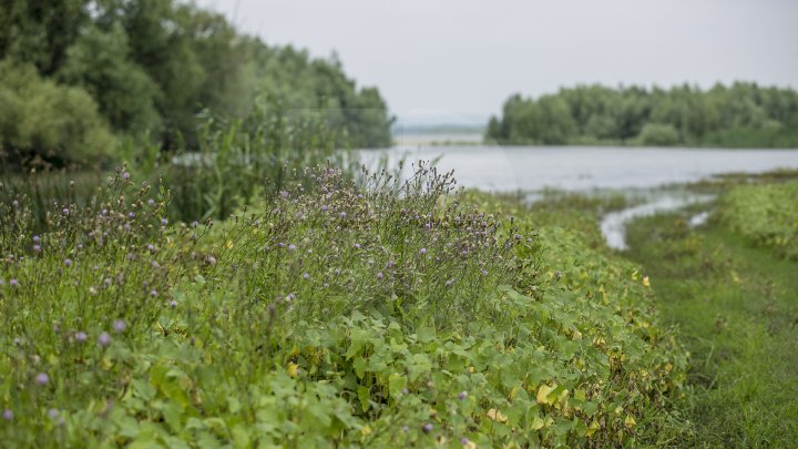 Cel mai frumos loc din Moldova, în patrimoniul UNESCO. Cum arată Rezervaţia Prutului de Jos (FOTOREPORT))