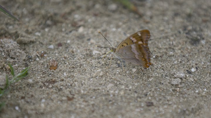 Rezervaţia Prutul de Jos din raionul Cahul a fost inclusă în patrimoniul mondial al UNESCO