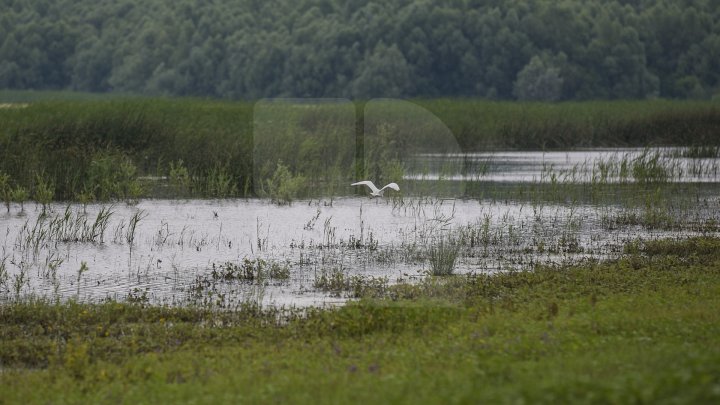 Cel mai frumos loc din Moldova, în patrimoniul UNESCO. Cum arată Rezervaţia Prutului de Jos (FOTOREPORT))