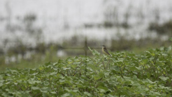 Rezervaţia Prutul de Jos din raionul Cahul a fost inclusă în patrimoniul mondial al UNESCO