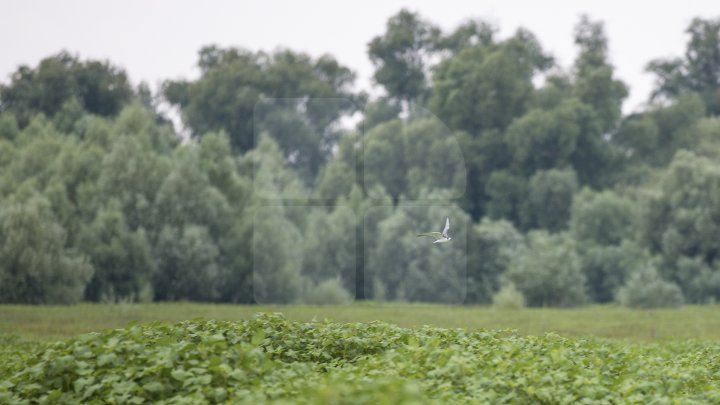 Rezervaţia Prutul de Jos din raionul Cahul a fost inclusă în patrimoniul mondial al UNESCO