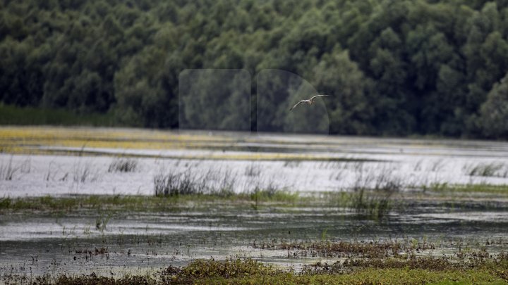 Cel mai frumos loc din Moldova, în patrimoniul UNESCO. Cum arată Rezervaţia Prutului de Jos (FOTOREPORT))