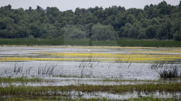 Rezervaţia Prutul de Jos din raionul Cahul a fost inclusă în patrimoniul mondial al UNESCO