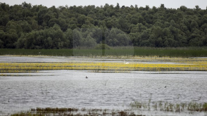 Rezervaţia Prutul de Jos din raionul Cahul a fost inclusă în patrimoniul mondial al UNESCO