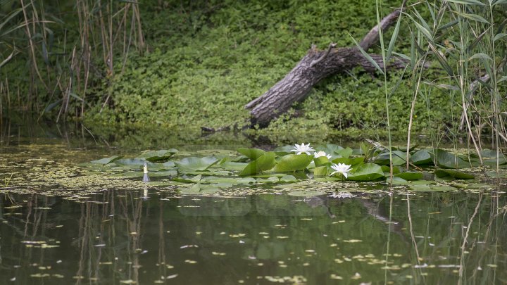 Rezervaţia Prutul de Jos din raionul Cahul a fost inclusă în patrimoniul mondial al UNESCO