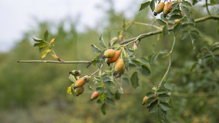 Rezervaţia Prutul de Jos din raionul Cahul a fost inclusă în patrimoniul mondial al UNESCO