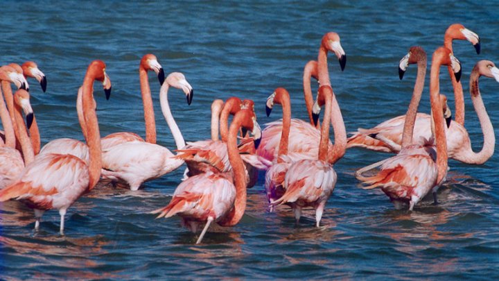 500 de ouă de flamingo roz, distruse în timpul filmărilor pentru un documentar