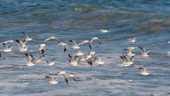 Câțiva pescăruşi, prinş beţi pe plajele din Marea Britanie (VIDEO)