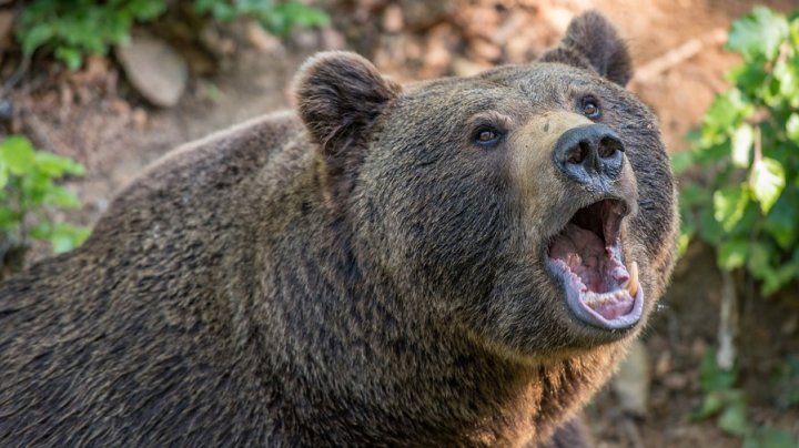 Tragedie în România. Un cioban a murit, după ce a fost atacat de urs