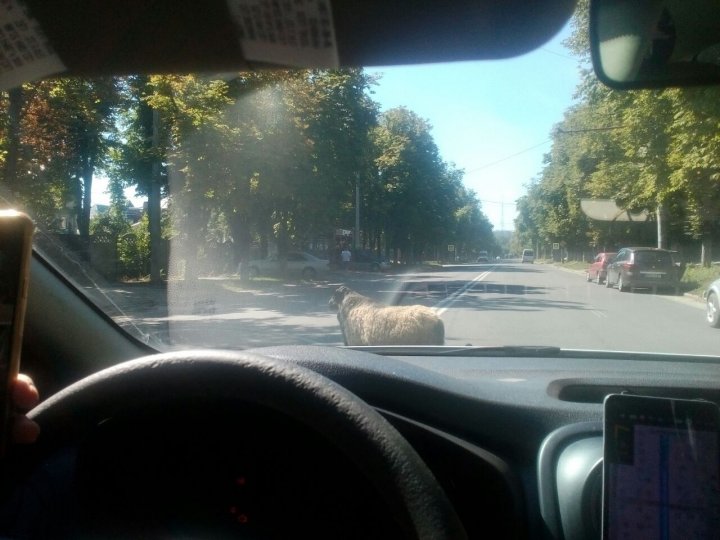 Altfel de "pietoni" în Capitală. Ce au văzut şoferii care au circulat pe strada Belinski (FOTO)